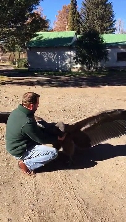 Incroyable, ce rapace reconnait la personne qui lui a sauvé la vie