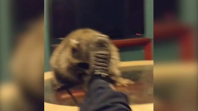 Enorme, ce raton laveur aide son maitre à retirer ses chaussures