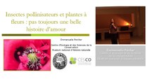 Insectes pollinisateurs et plantes à fleurs pas toujours une belle histoire d'amour (4/5)