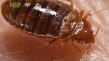 Most Americans Fear Bed Bugs but Can't Spot One