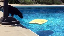 Un chien utilise une planche de body board pour récupérer une balle dans la piscine !