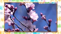 SKE48の岐阜県だって地元ですっ！ 2017年4月5日オンエア「春のおでかけスポット（2）おちょぼ稲荷神社」