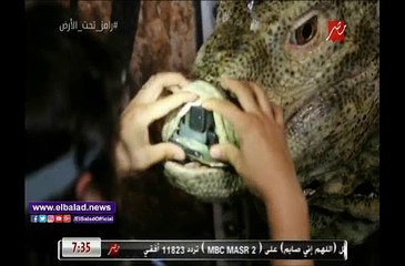 صراخ سهير رمزى بعد رؤية سلحفاة الصحراء