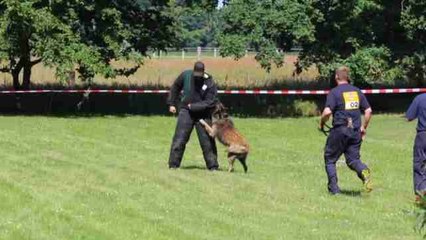 Participan 30 equipos en la competencia de perros policía en Alemania