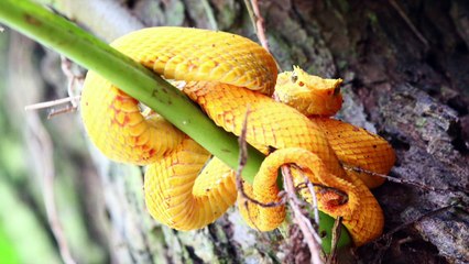 Costa Rica 2017 1,66 GO