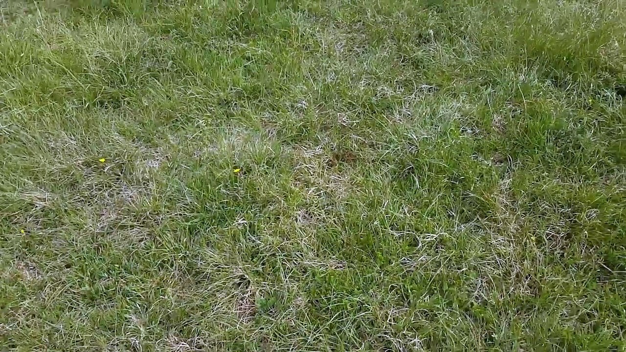 Rave sauvage de chenilles