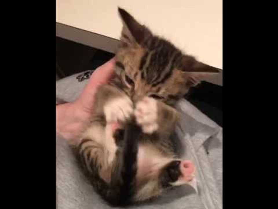 Confused Kitten Plays With Tail