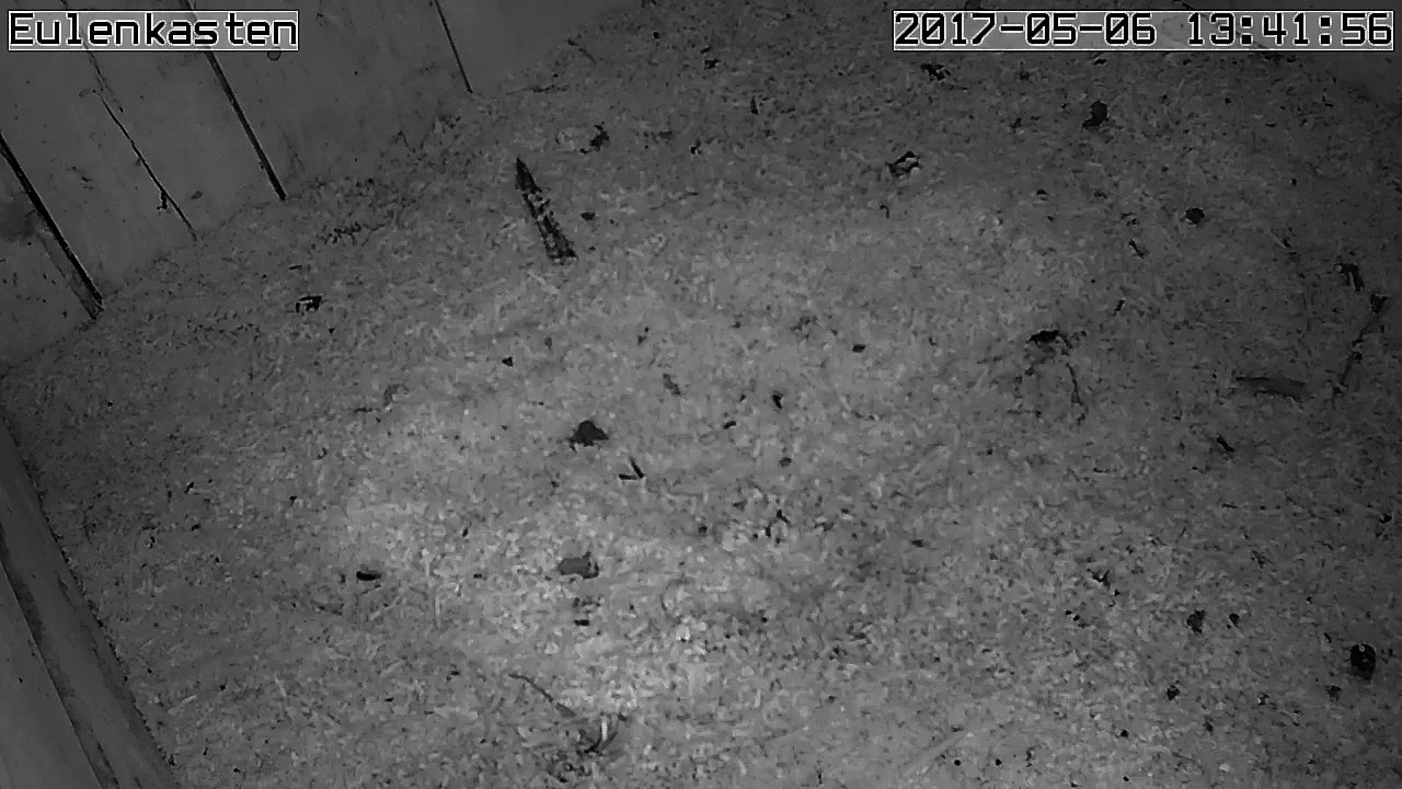 Turmfalken, 06.05.2017