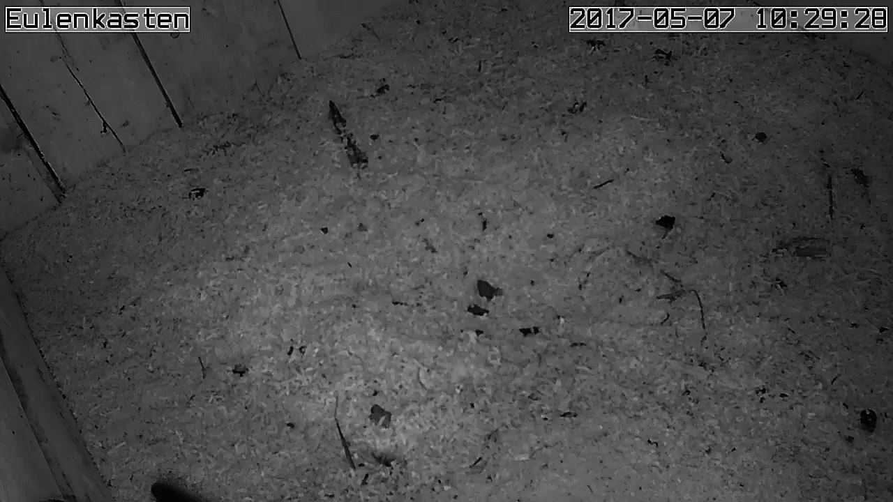 Turmfalken, 07.05.2017 #1