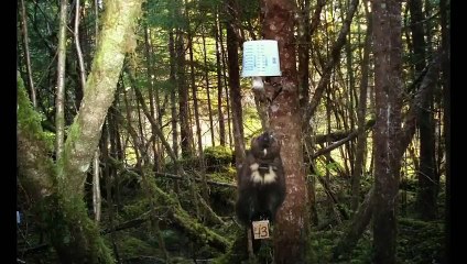 Wolverine Chasing the Phantom (PBS Nature Documentary)