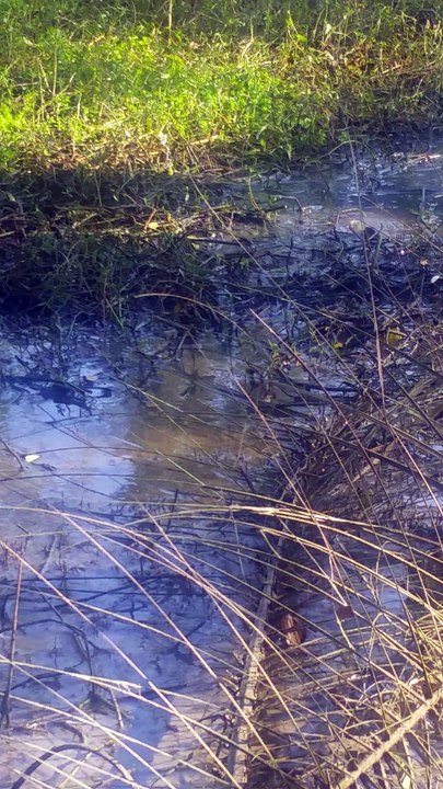 Fishing Monster Fish Using Cast Net Fishing on The Fresh Water Amazing Fishing Net Fishing 2017