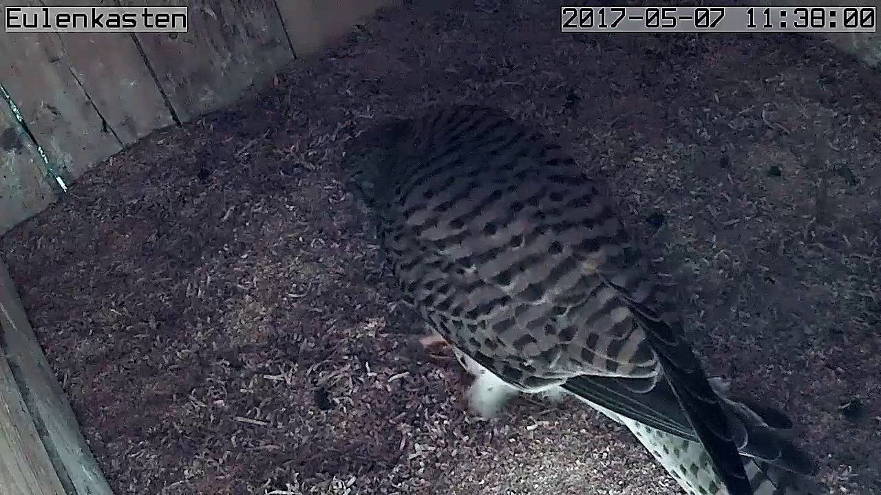 Turmfalken, 07.05.2017 #2