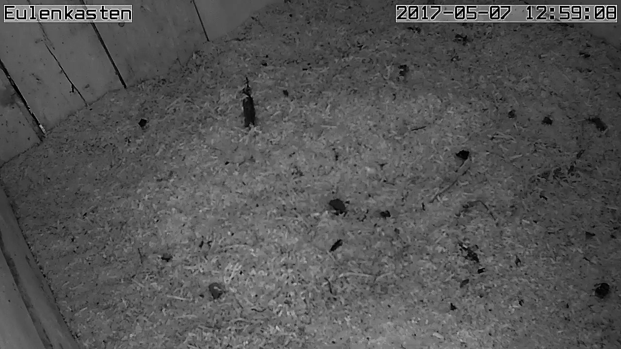 Turmfalken, 07.05.2017 #3