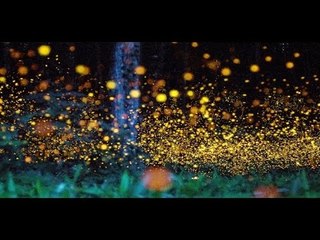 IMPRESIONANTE!! Conoce el Santuario de las Luciérnagas en Tlaxcala