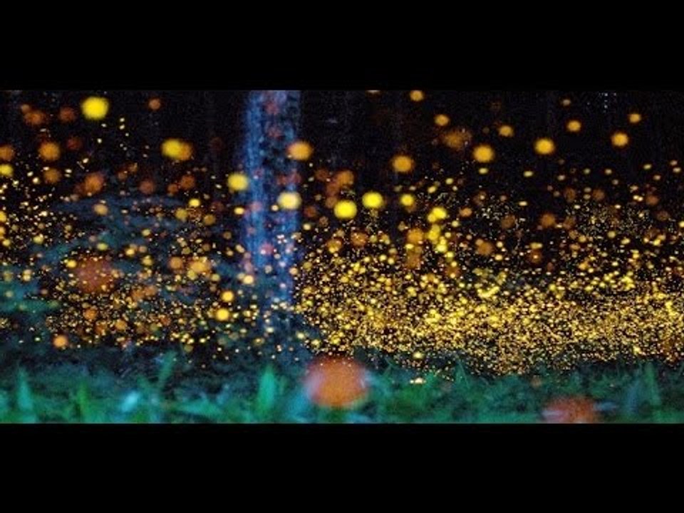 IMPRESIONANTE!! Conoce el Santuario de las Luciérnagas en Tlaxcala