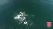 Humpback Whale Twirls in Alaskan Waters