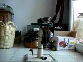 Mes chats entrain de jouer