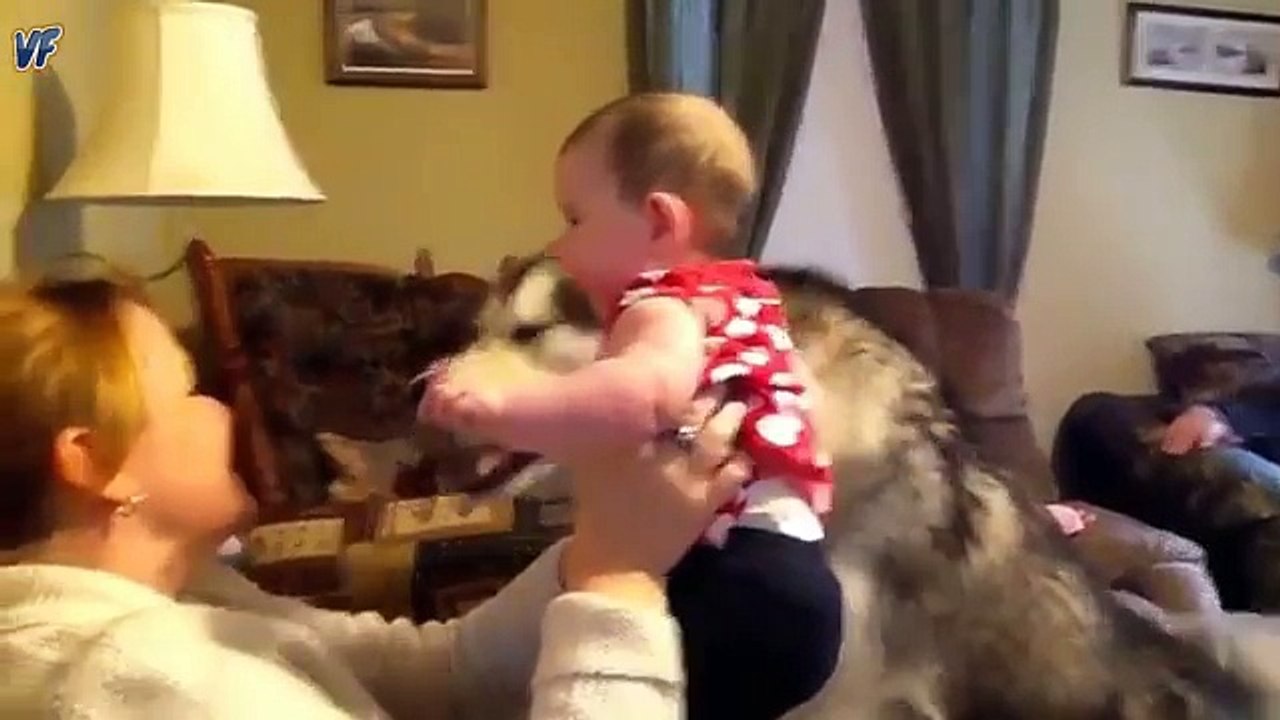 Emocionante: Perros que juegan y protegen a bebés...(1)