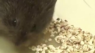 10.Brain switch makes voles fall in love