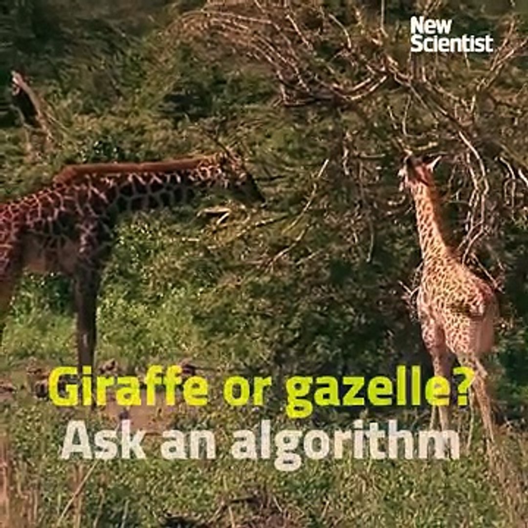 54.Deep learning tells giraffes from gazelles in the Serengeti