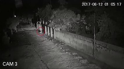 Hai "cẩu tặc" trộm chó chỉ trong 2 giây