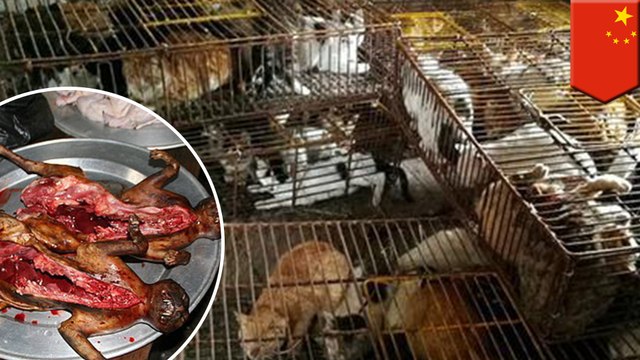 Kitten rescue: Cops rescued over 500 cats from becoming dinner