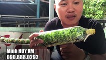 Doan Vinh teaches how to grow orchids (17)