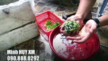 Doan Vinh teaches how to grow orchids (28)