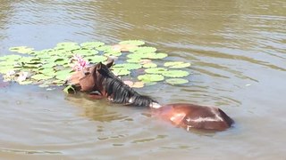 Horse Eating His Breakfast in the Pond