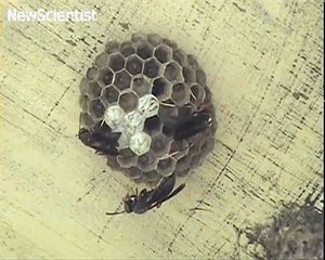 489.Wasps have a good memory for a face