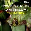 107.How did pitcher plants become predators-