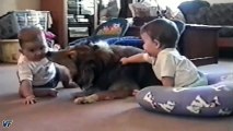 Emocionante: Perros que juegan y protegen a bebés... (2)