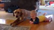 Cute Dogs and Babies Crawling Together - Adorable babies Compilation-IEEo5pIKeY0