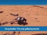 357.Dung beetles- The only galloping insects