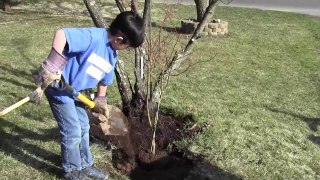 Red Japanese Maple (Acer Palmatum Atropurpureum) - How To Plant A Tree By Young Gardener Aiman