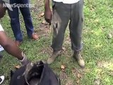 363.Sniffer dog detects smuggled animals in Gabon