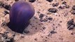 211.Violet sea cucumber swims above sea floor near Mariana trench