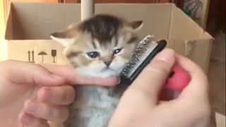 Cute Lil' Kitty Loves to Get Pampered