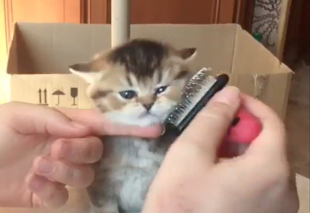 Cute Lil' Kitty Loves to Get Pampered