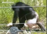 236.Bonobos demonstrate caveman skills