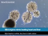 246.Mini organs mimic beating heart and liver