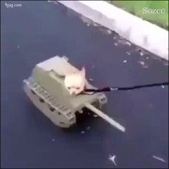 Şirin asker köpekler