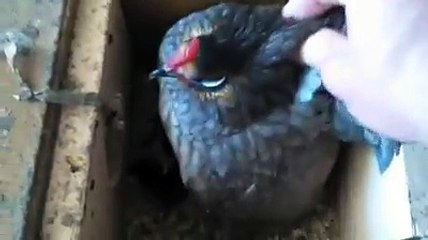 Dutch bantam broody hen By Taimoor...