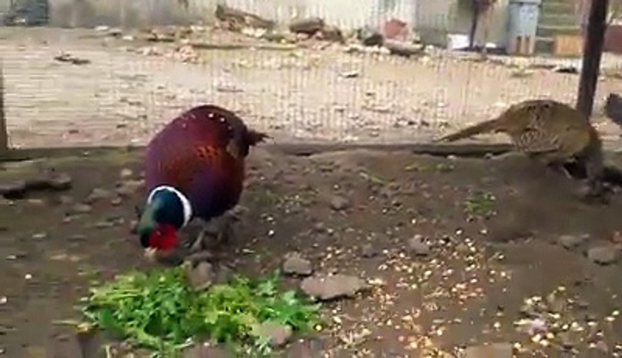 Pheasants By Taimoor...