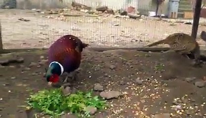 Pheasants By Taimoor...