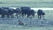 Lion vs Buffalo Real Animal Fight - 2 lion Attack and Kills one Buffalo - amazing videos