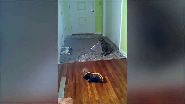 Quand ton chat fait une attaque de Ninja... Okay