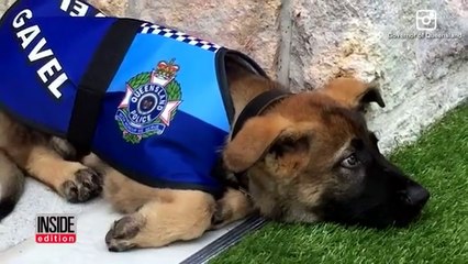 Télécharger la video: Ce chien policier est bien trop gentil pour etre un chien policier...