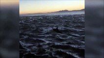 Incroyable, des centaines de dauphins nagent et suivent ce bateau