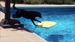 Ce chien est le roi du bodyboard... Regardez comment il récupère sa balle dans la piscine